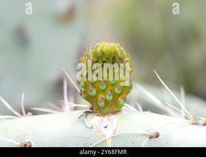 Gros plan d'un cactus de Prickly Pear poussant de nouvelles plantations, couvertes de fourmis. Banque D'Images