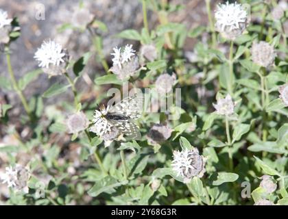 Gros plan sur un Parnassius clodius, un papillon blanc que l'on trouve aux États-Unis et au Canada. Banque D'Images