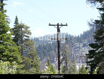 Lignes électriques traversant de grands pins dans la forêt du nord de la Californie. Beaucoup de dégagement des deux côtés. Banque D'Images