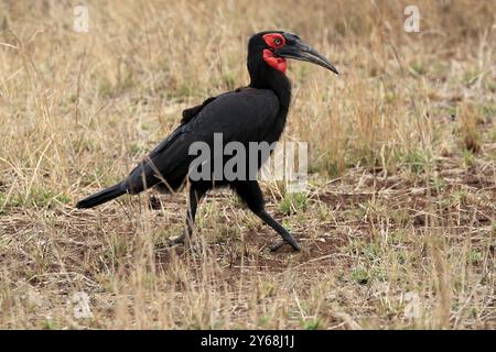 Bec de corne à face rouge, bec de corne terrestre méridional, bec de corne à joues rouges, bec de corne méridional, bec de corne de Kaffir (Bucorvus leadbeateri), adulte, alimentation, alerte Banque D'Images