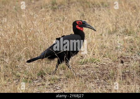 Bec de corne à face rouge, bec de corne terrestre méridional, bec de corne à joues rouges, bec de corne méridional, bec de corne de Kaffir (Bucorvus leadbeateri), adulte, alimentation, alerte Banque D'Images