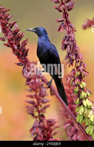 Étourneaux à ailes rouges (Onychognathus morio), adultes, mâles, buvant, sur le buisson de miel (Melianthus major), jardins botaniques de Kirstenbosch, Cape Town, South AF Banque D'Images