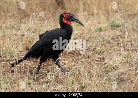 Bec de corne à face rouge, bec de corne terrestre méridional, bec de corne à joues rouges, bec de corne méridional, bec de corne de Kaffir (Bucorvus leadbeateri), adulte, alimentation, alerte Banque D'Images