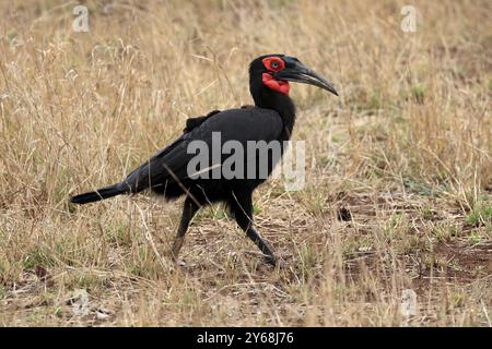 Bec de corne à face rouge, bec de corne terrestre méridional, bec de corne à joues rouges, bec de corne méridional, bec de corne de Kaffir (Bucorvus leadbeateri), adulte, alimentation, alerte Banque D'Images