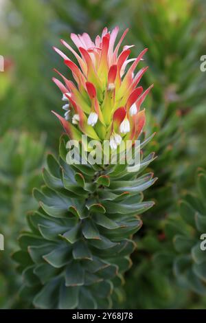 Protea Mimetes cucullatus (Mimetes cucullatus), fleur, floraison, plante argentée, jardins botaniques de Kirstenbosch, le Cap, Afrique du Sud, Afrique Banque D'Images