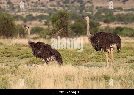 Autruche sud-africaine (Struthio camelus australis), autruche commune, adulte, femelle, deux femelles, parc national Mountain Zebra, Cap oriental, Afrique du Sud Banque D'Images