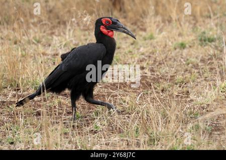 Bec de corne à face rouge, bec de corne terrestre méridional, bec de corne à joues rouges, bec de corne méridional, bec de corne de Kaffir (Bucorvus leadbeateri), adulte, alimentation, alerte Banque D'Images