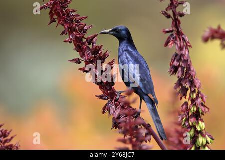 Étourneaux à ailes rouges (Onychognathus morio), adultes, mâles, buvant, sur le buisson de miel (Melianthus major), jardins botaniques de Kirstenbosch, Cape Town, South AF Banque D'Images