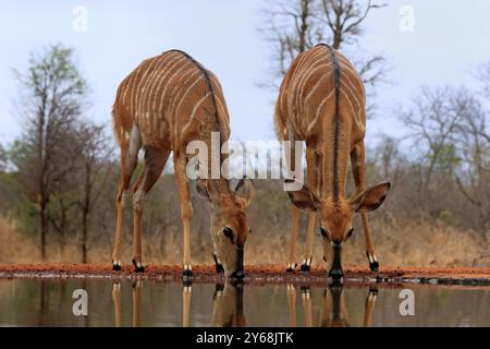 Nyala (Tragelaphus angasii), adulte, femelle, deux femelles, boire, au bord de l'eau, parc national Kruger, parc national Kruger, parc national Kruger Sout Banque D'Images