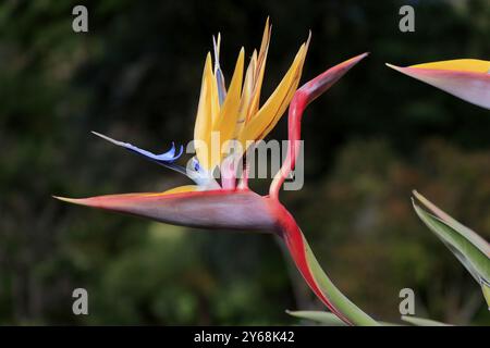 Fleur d'oiseau de paradis (Strelitzia reginae), fleur, en fleurs, jardins botaniques de Kirstenbosch, le Cap, Afrique du Sud, Afrique Banque D'Images