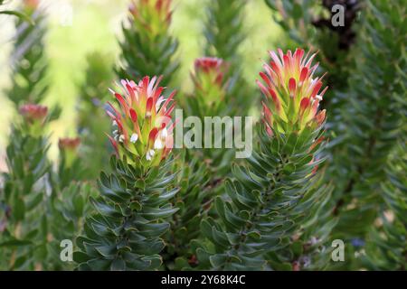 Protea Mimetes cucullatus (Mimetes cucullatus), fleur, floraison, plante argentée, jardins botaniques de Kirstenbosch, le Cap, Afrique du Sud, Afrique Banque D'Images