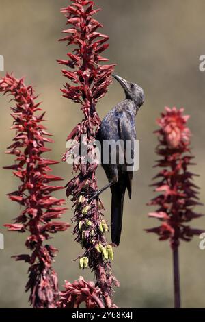 Starling à ailes rouges (Onychognathus morio), adulte, femelle, buvant, sur le buisson de miel (Melianthus major), jardins botaniques de Kirstenbosch, Cape Town, South AF Banque D'Images