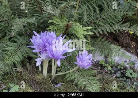 Crocus d'automne (Colchicum autumnale Waterlys), Emsland, basse-Saxe, Allemagne, Europe Banque D'Images