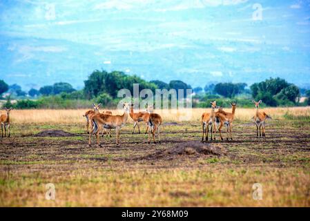 Ouganda Kobs dans le parc national Queen Elizabeth Ouganda Banque D'Images