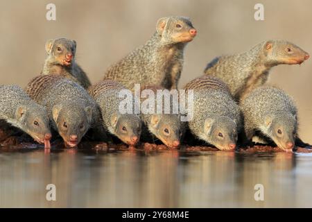 Zèbre de la mangouste (mungos mungo), adulte, groupe, à l'eau, boire, parc national Kruger, parc national Kruger, parc national Kruger Afrique du Sud Banque D'Images