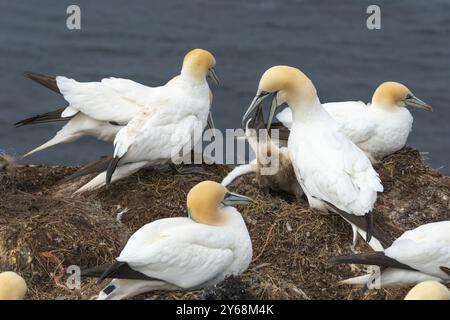 Élevage de gannets (Morus bassanus) colonie sur les falaises de grès rouge de l'île de Heligoland, nourrissant un jeune oiseau, plumage, bec, falaise Banque D'Images