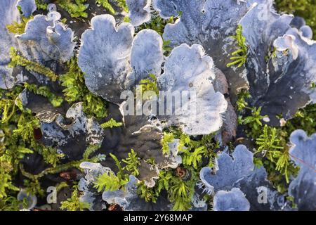 Lichen de chien (Peltigera canina) poussant sur le sol forestier Banque D'Images