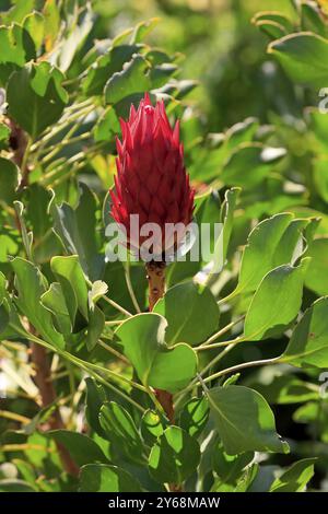 King Protea (Protea cynaroides), fleur, floraison, fleur, au printemps, jardins botaniques de Kirstenbosch, le Cap, Afrique du Sud, Afrique Banque D'Images