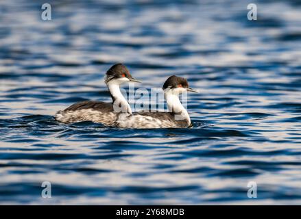 Une paire de Junin Grebes (Podiceps taczanowskii) très menacée nageant dans le lac Junin. Pérou, Amérique du Sud. Banque D'Images