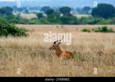 Un mâle Uganda Kobs dans le parc national Queen Elizabeth Ouganda Banque D'Images