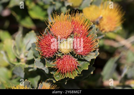 PROTEA en coussin d'épingle (Protea Leucospermum erubescens), fleur, floraison, plante d'arbre argenté, jardins botaniques de Kirstenbosch, le Cap, Afrique du Sud, AFR Banque D'Images