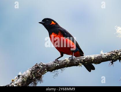 Un tanager de montagne coloré à ventre écarlate (Anisognathus igniventris) perché sur une branche. Pérou, Amérique du Sud. Banque D'Images