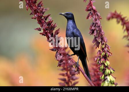 Étourneaux à ailes rouges (Onychognathus morio), adultes, mâles, buvant, sur le buisson de miel (Melianthus major), jardins botaniques de Kirstenbosch, Cape Town, South AF Banque D'Images