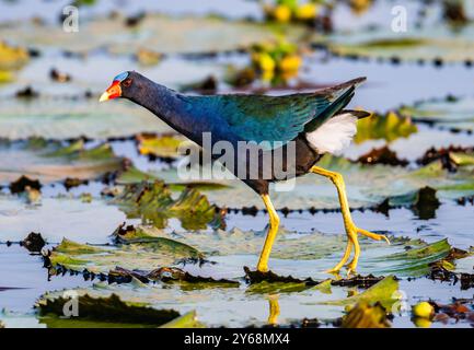 Une Gallinule pourpre (Porphyrio martinica) marchant sur des nénuphars dans un lac. Pérou, Amérique du Sud. Banque D'Images