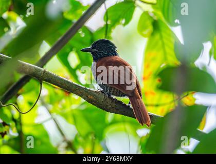 Un Antshrike (Thamnophilus palliatus) à dos de châtaignier perché sur une branche dans la forêt. Pérou, Amérique du Sud. Banque D'Images