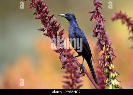 Étourneaux à ailes rouges (Onychognathus morio), adultes, mâles, buvant, sur le buisson de miel (Melianthus major), jardins botaniques de Kirstenbosch, Cape Town, South AF Banque D'Images