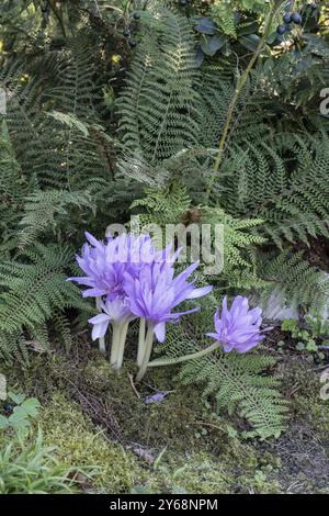 Crocus d'automne (Colchicum autumnale Waterlys), Emsland, basse-Saxe, Allemagne, Europe Banque D'Images