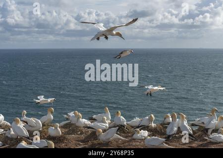 Les gannets du nord (Morus bassanus) sur leurs nids sur le bord de la falaise et en vol, au large de l'île d'Helgoland, mer du Nord, district de Pinneberg, Schles Banque D'Images