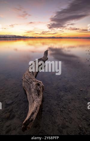 Un tronc d'arbre dans l'eau claire d'un lac au coucher du soleil, entouré d'un paysage paisible et naturel, Naturfreundehaus, Markelfingen, Untersee, lac Const Banque D'Images