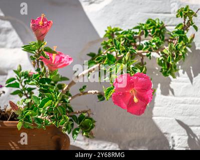 Floraison d'hibiscus contre un mur blanchi à la chaux. Dans les îles des Cyclades, Grèce. Banque D'Images