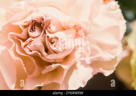 Œillet rose en gros plan Banque D'Images