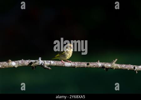 Juvénile, européen Greenfinch ( Chloris chloris) perché sur une branche d'arbre avec un fond flou. Banque D'Images