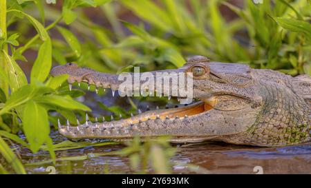 Le crocodile d'Amérique (Crocodylus acutus) est une espèce de crocodiliens que l'on trouve dans les Néotropiques. Scène sauvage de la nature en Amérique centrale. Banque D'Images