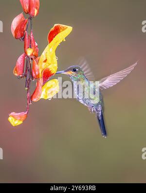 La femelle brillante à couronne verte (Heliodoxa jacula) est une espèce de colibri de la tribu des 'brillants', Heliantheini de la sous-famille des Lesbiinae. C'est une faute Banque D'Images