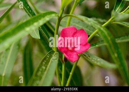 Nerium oleander ou Rosebay jeune plante fleurissant une fleur rouge unique Banque D'Images