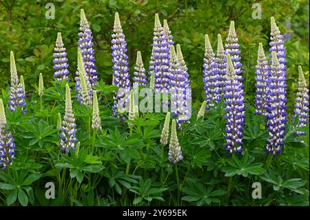 Lupins bicolores bleus et blancs, Lupinus 'The Governor' (série Band of Nobles) dans un jardin du Royaume-Uni en mai Banque D'Images
