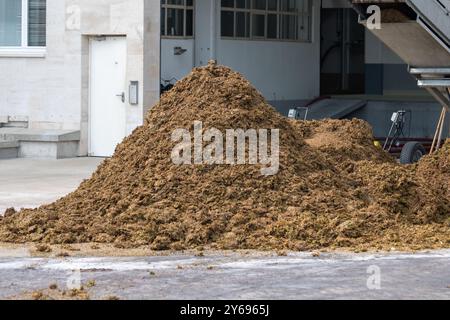 Pressoir coupe les peaux de raisins de vin chardonnay, champagne procédé de fabrication de vin mousseux, dans les villages grand cru Oger et Mesnil-sur-Oger, Champagne, Fran Banque D'Images