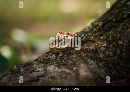 Élégantes bandes de mariage en or circulaire reposant sur un fond d'écorce d'arbre rustique. Banque D'Images