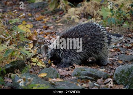 Porcupine sur l'AT en Pennsylvanie Banque D'Images