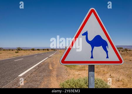 Avertissement de chameaux en liberté, route de M'Hamid, région de Zagora, Maroc, Afrique. Banque D'Images