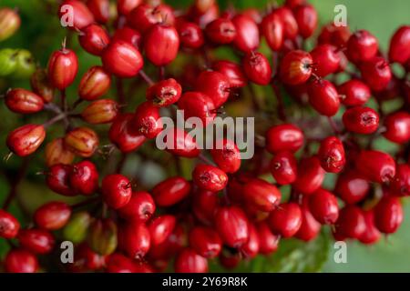 Grand groupe de baneberry rouge toxique dans le nord de Cascades National Banque D'Images