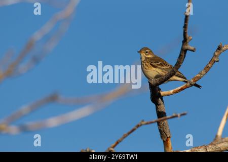 Pipit américain (Anthus rubescens) se dresse sur la branche. Banque D'Images