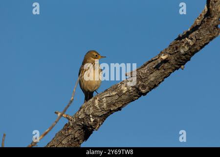 Le pipit américain (Anthus rubescens) se tient sur brnach. Banque D'Images