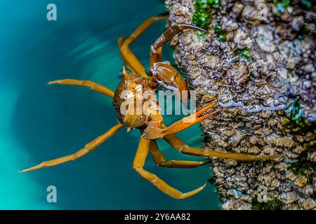 Crabe Kelp du Nord, Pugettia producta, sur empilement à Edmonds Marina sur Puget Sound, État de Washington, États-Unis Banque D'Images