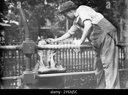 Central Park - nourrir les hippopotames, entre environ 1910 et environ 1915, négatifs en verre, 1 négatif : verre ; 5 x 7 po. ou plus petit. Banque D'Images