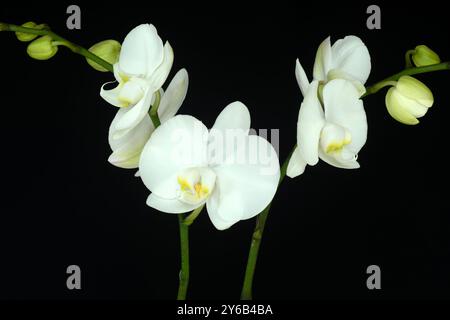 WA25687-00...WASHINGTON - orchidées blanches Banque D'Images